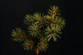 Picea pungens Domasov IMG_2720 Świerk kłujący